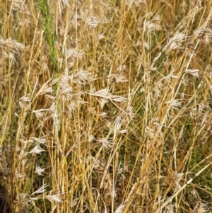 Themeda triandra at Downer, ACT - 10 Mar 2021