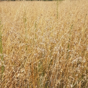 Themeda triandra at Downer, ACT - 10 Mar 2021