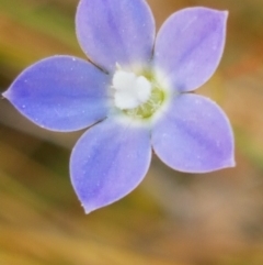 Wahlenbergia multicaulis (Tadgell's Bluebell) at Downer, ACT - 10 Mar 2021 by tpreston