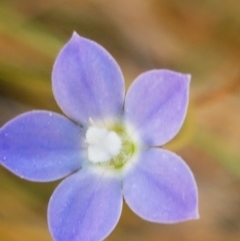 Wahlenbergia multicaulis at Downer, ACT - 10 Mar 2021 03:31 PM