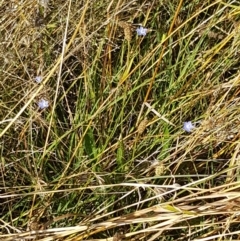 Wahlenbergia multicaulis at Downer, ACT - 10 Mar 2021 03:31 PM