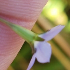 Wahlenbergia multicaulis at Downer, ACT - 10 Mar 2021 03:31 PM