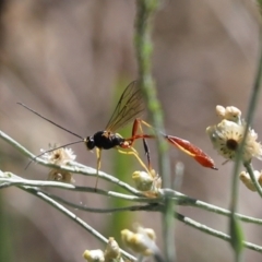 Heteropelma scaposum (Two-toned caterpillar parasite wasp) at Cook, ACT - 8 Mar 2021 by Tammy