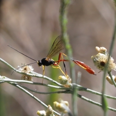 Heteropelma scaposum (Two-toned caterpillar parasite wasp) at Cook, ACT - 9 Mar 2021 by Tammy