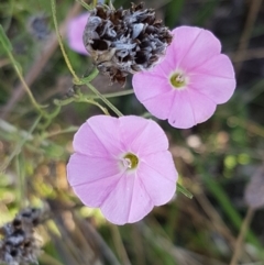 Convolvulus angustissimus subsp. angustissimus (Australian Bindweed) at Downer, ACT - 10 Mar 2021 by trevorpreston