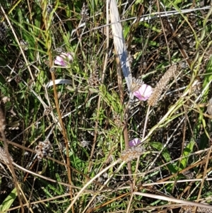 Convolvulus angustissimus subsp. angustissimus at Downer, ACT - 10 Mar 2021 03:39 PM