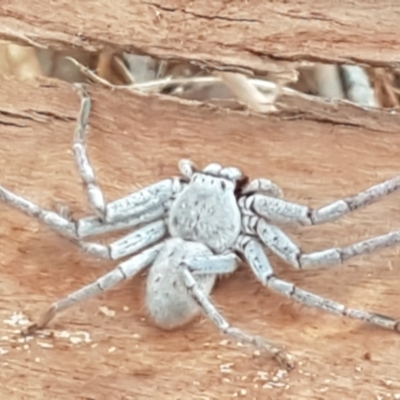 Isopeda canberrana (Canberra Huntsman Spider) at Yarramundi Grassland
 - 10 Mar 2021 by trevorpreston