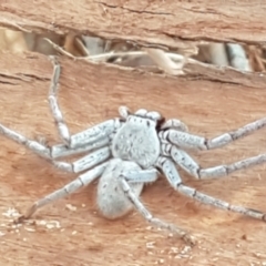 Unidentified Huntsman spider (Sparassidae) (TBC) at Downer, ACT - 10 Mar 2021 by tpreston