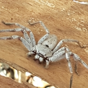 Isopeda canberrana at Yarramundi Grassland
 - 10 Mar 2021 03:45 PM