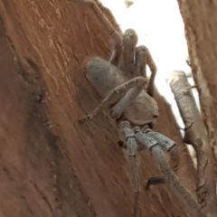 Isopeda canberrana at Yarramundi Grassland
 - 10 Mar 2021 03:45 PM