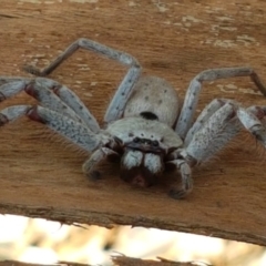 Isopeda canberrana at Yarramundi Grassland
 - 10 Mar 2021 03:45 PM