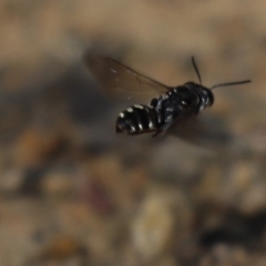 Crabroninae (subfamily) at Cook, ACT - 9 Mar 2021