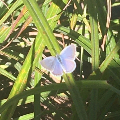 Zizina otis (Common Grass-Blue) at Murray Gorge, NSW - 6 Mar 2021 by NedJohnston