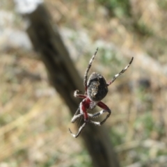 Araneinae (subfamily) (Orb weaver) at The Pinnacle - 10 Mar 2021 by sangio7