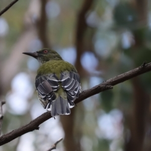 Oriolus sagittatus at Cook, ACT - 10 Mar 2021 10:39 AM