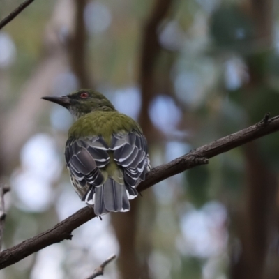 Oriolus sagittatus (Olive-backed Oriole) at Cook, ACT - 10 Mar 2021 by Tammy