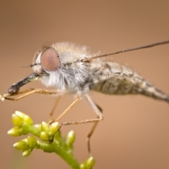 Trichophthalma sp. (genus) (Tangle-vein fly) at Kambah, ACT - 12 Dec 2020 by kdm