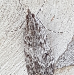 Scoparia favilliferella (A Pyralid moth) at Yarramundi Grassland
 - 10 Mar 2021 by tpreston