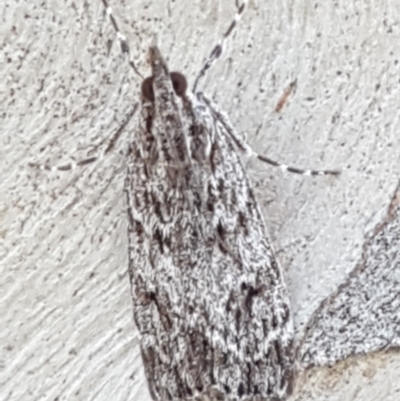 Scoparia favilliferella (A Pyralid moth) at Downer, ACT - 10 Mar 2021 by trevorpreston