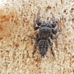 Unidentified Spider (Araneae) at Yarralumla, ACT - 10 Mar 2021 by trevorpreston