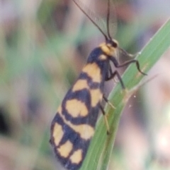 Asura lydia (Lydia Lichen Moth) at Yarramundi Grassland  - 10 Mar 2021 by tpreston