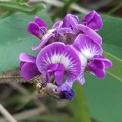 Glycine tabacina (Variable Glycine) at Downer, ACT - 10 Mar 2021 by tpreston