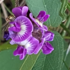 Glycine tabacina at Downer, ACT - 10 Mar 2021