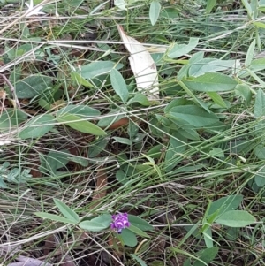 Glycine tabacina at Downer, ACT - 10 Mar 2021