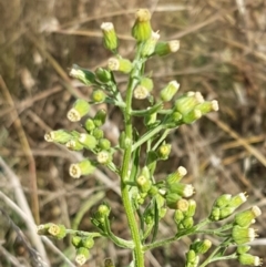 Erigeron sumatrensis (Tall Fleabane) at Yarramundi Grassland
 - 10 Mar 2021 by tpreston