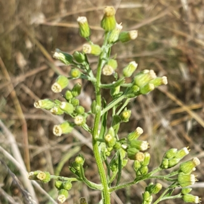 Erigeron sumatrensis (Tall Fleabane) at Yarramundi Grassland
 - 10 Mar 2021 by tpreston