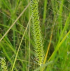 Setaria (genus) (Pigeon Grass) at Downer, ACT - 10 Mar 2021 by trevorpreston