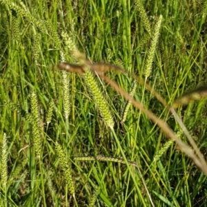 Setaria sp. at Downer, ACT - 10 Mar 2021 04:06 PM