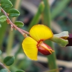 Bossiaea buxifolia (Matted Bossiaea) at Aranda Bushland - 10 Mar 2021 by trevorpreston