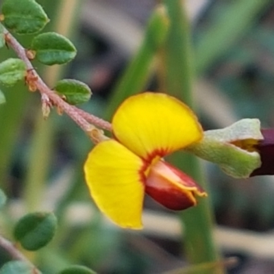 Bossiaea buxifolia (Matted Bossiaea) at Aranda, ACT - 10 Mar 2021 by trevorpreston