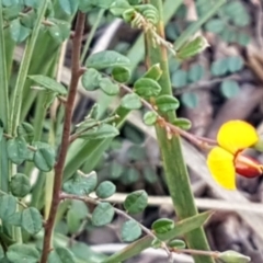 Bossiaea buxifolia at Aranda, ACT - 10 Mar 2021