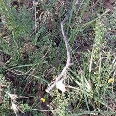 Bossiaea buxifolia at Aranda, ACT - 10 Mar 2021