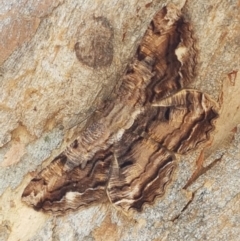 Scioglyptis lyciaria (White-patch Bark Moth) at Cook, ACT - 10 Mar 2021 by tpreston