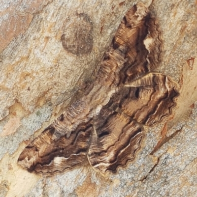 Scioglyptis lyciaria (White-patch Bark Moth) at Cook, ACT - 10 Mar 2021 by trevorpreston