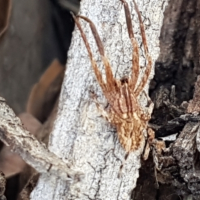 Stephanopis sp. (genus) (Knobbly crab spider) at Aranda Bushland - 10 Mar 2021 by trevorpreston