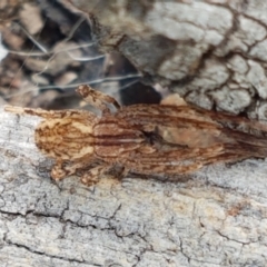 Stephanopis sp. (genus) at Holt, ACT - 10 Mar 2021