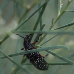 Rhipicera femorata (Feather-horned beetle) at Cook, ACT - 10 Mar 2021 by Tammy