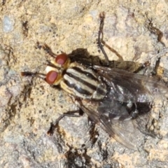 Sarcophagidae sp. (family) (Unidentified flesh fly) at Aranda, ACT - 10 Mar 2021 by tpreston