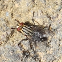 Sarcophagidae (family) at Aranda, ACT - 10 Mar 2021