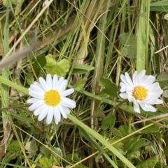 Brachyscome graminea (Grass Daisy) at Namadgi National Park - 8 Mar 2021 by RAllen