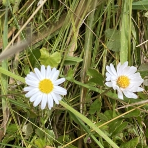 Brachyscome graminea at Paddys River, ACT - 8 Mar 2021