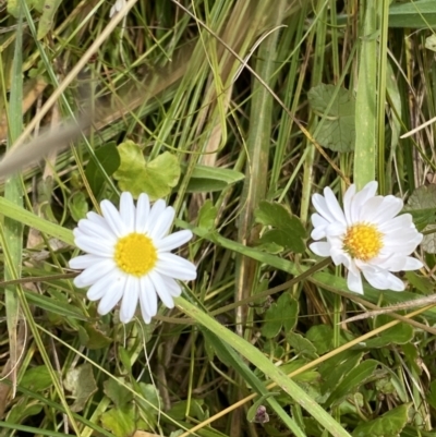 Brachyscome graminea (Grass Daisy) at Paddys River, ACT - 8 Mar 2021 by RAllen