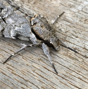 Psilogramma casuarinae at Deakin, ACT - 10 Mar 2021