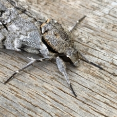 Psilogramma casuarinae (Privet Hawk Moth) at Deakin, ACT - 9 Mar 2021 by tallpaulf