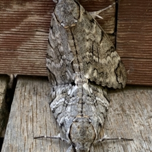 Psilogramma casuarinae at Deakin, ACT - 10 Mar 2021