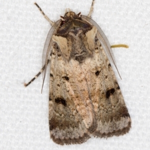 Agrotis porphyricollis at Melba, ACT - 8 Mar 2021 10:04 AM